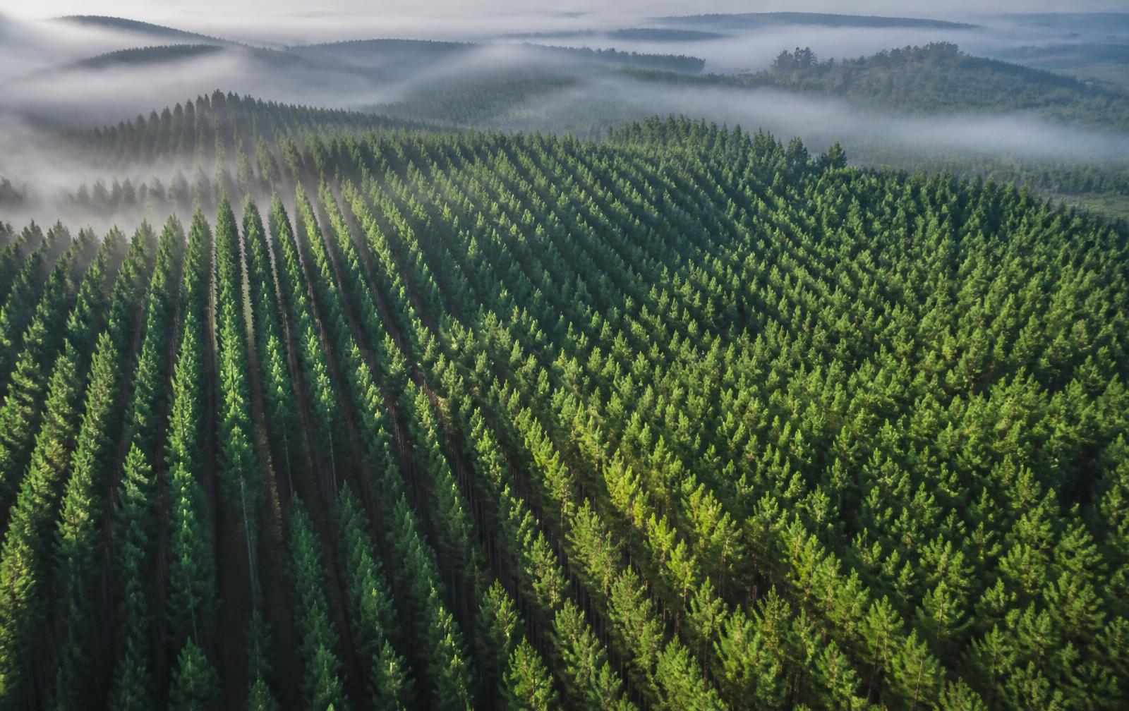 Plantio de pinus visto de cima ao amanhecer